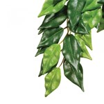 Ficus Large