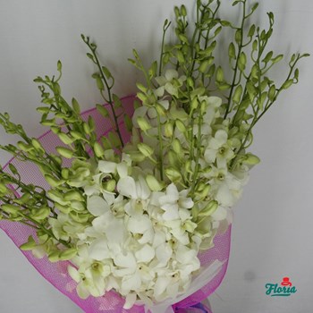 Buchet de 49 orhidee dendrobium albe