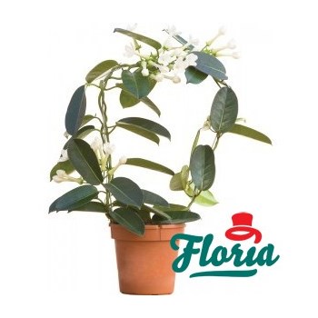 Stephanotis - Plante de apartament