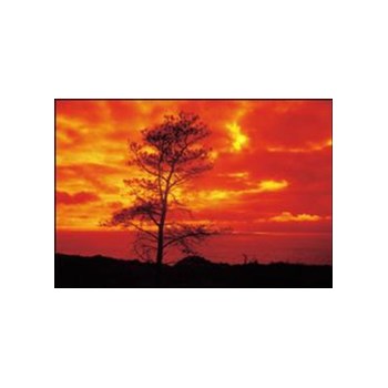 Cokin P002 Orange