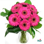 Buchet de 7 gerbera roz