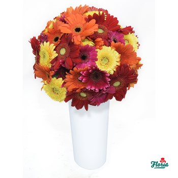 Buchet de 55 gerbera multicolore