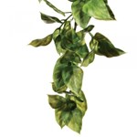 Ampallo Small