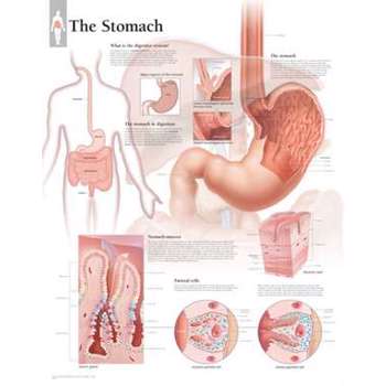 The Stomach Wall Chart: 8650 (Anatomical Wall Charts)