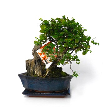 Bonsai 5 ani Zelkova Parvifolia