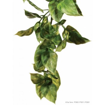 Plante Ampallo Mic.