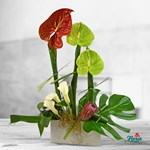 Aranjament floral cu anthurium si cale
