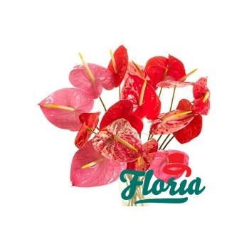 Buchet de 15 anthurium roz