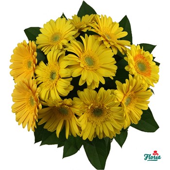 Buchet de 11 gerbera galbene