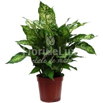 Dieffenbachia Compacta