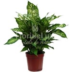 Dieffenbachia Compacta