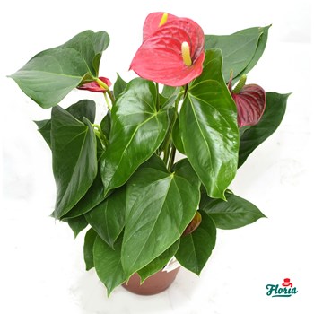 Anthurium pitic rosu - Plante de apartament