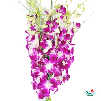 Buchet de 11 orhidee dendrobium mov
