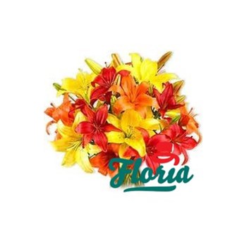 Buchet de 35 crini asiatici galbeni