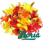 Buchet de 35 crini asiatici galbeni