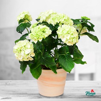 Hortensie mare in ghiveci - Plante de apartament