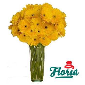 Buchet de 45 gerbera galbene