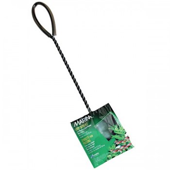 Mincioc Verde - 15 Cm