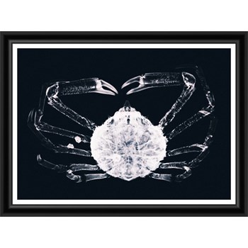 Tablou 2 piese Framed Art X Ray Ocean Species
