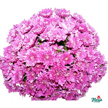 Buchet de 25 crizanteme roz