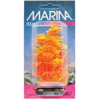 Plante Marina Color Ambulia - 20 Cm Pp832