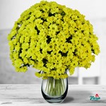 Buchet de 55 crizanteme galbene