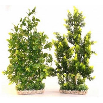 Plante Sydeco Ap Giant - 50cm 349706