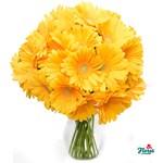 Buchet de 21 gerbere galbene