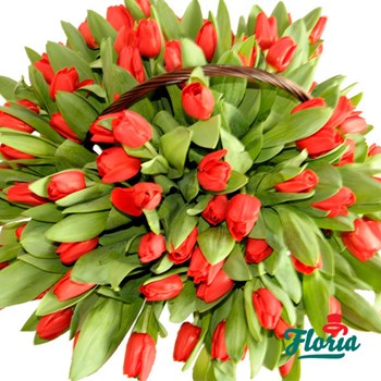 Buchet de 101 lalele rosii