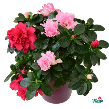 Azalee roz - Plante de apartament