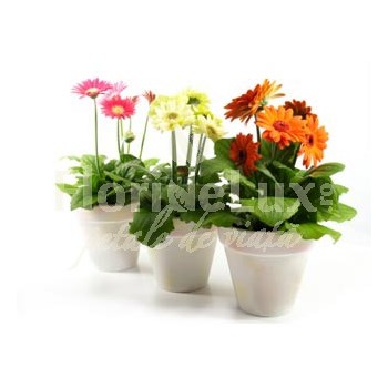 Gerbera in ghiveci