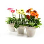 Gerbera in ghiveci